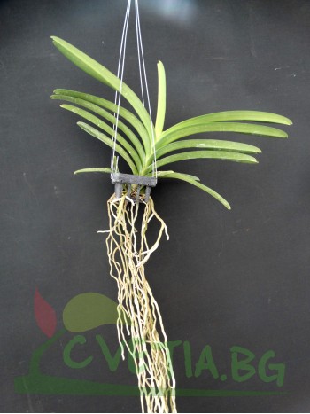 Ванда (Vanda Gordon Dillon x Bitzs Heartthrob)